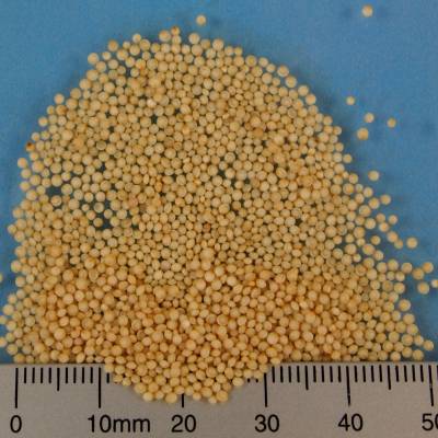 Organic amaranth grains