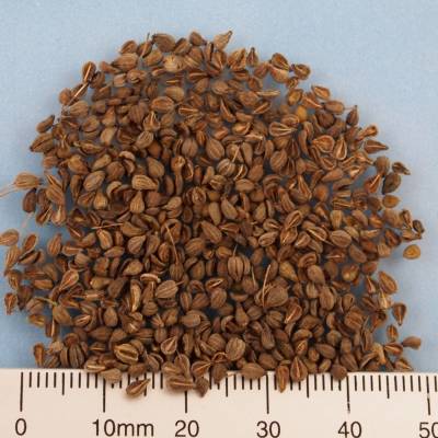 Organic aniseed whole grains