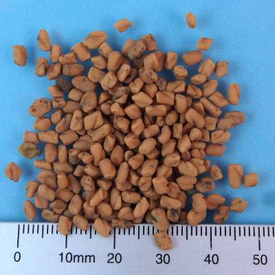 Organic fenugreek seeds