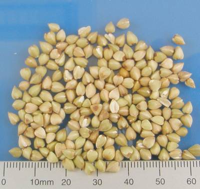 Organic buckwheat grains