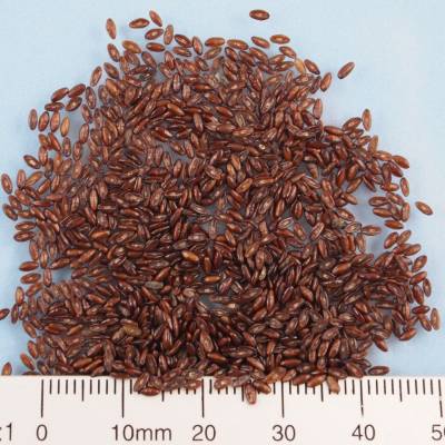 Organic psyllium seeds