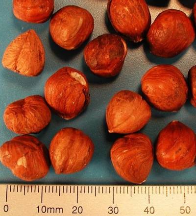 Organic whole hazelnut kernels