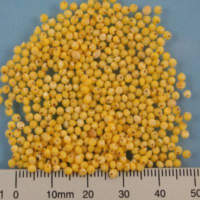 Organic millet grains golden yellow