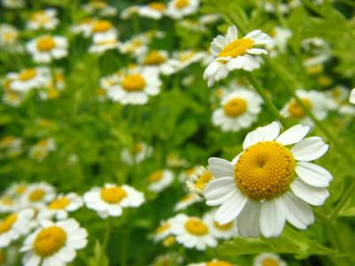 Organic chamomile extract