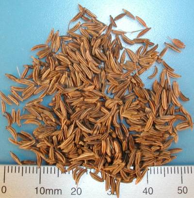 Organic caraway seeds