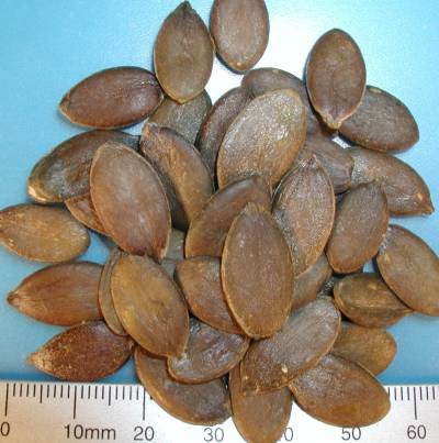 Organic pumpkin seeds Cucurbita pepo var. styriaca