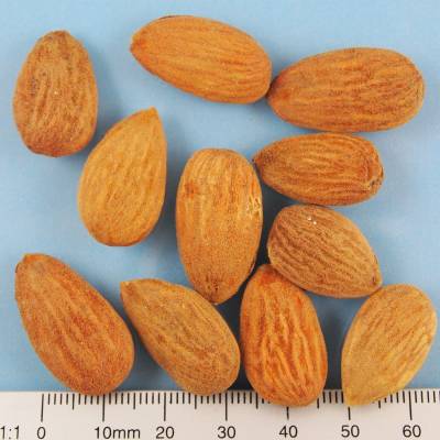 Organic almond kernels whole, unpeeled