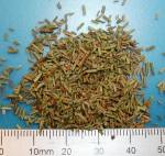 BIO-Rosmarin geschnitten