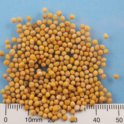 Organic mustard seeds yellow