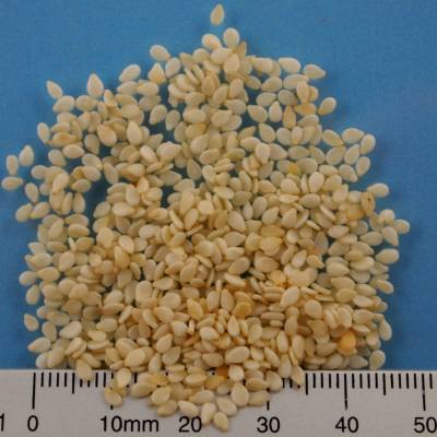 Organic sesame seeds yellow