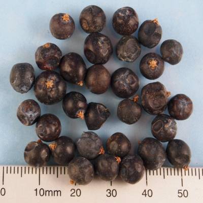 Organic juniper berries whole