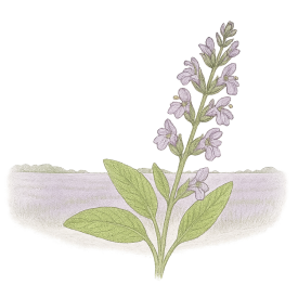 BIO Kräutergarten Gartensalbei Teebeutel